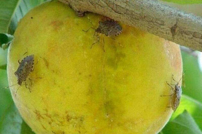 Halyomorpha-halys-and-apple-768w-40974 (1)