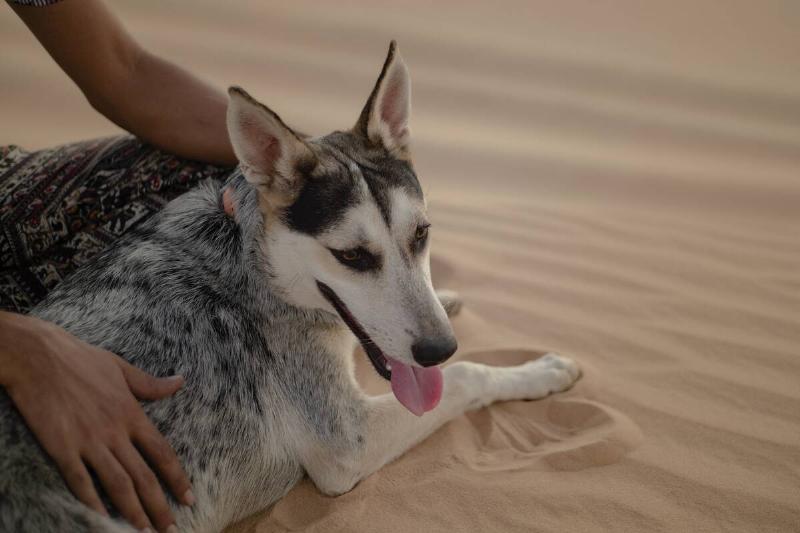 MAURITANIA-ANIMAL-SOCIETY-LIFESTYLE