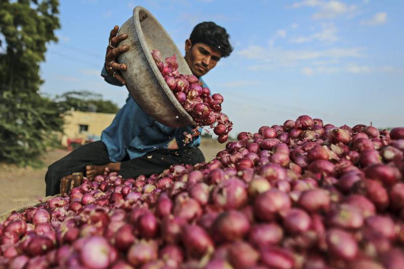 Onion Harvest And Wholesale Markets As Food Prices Ease