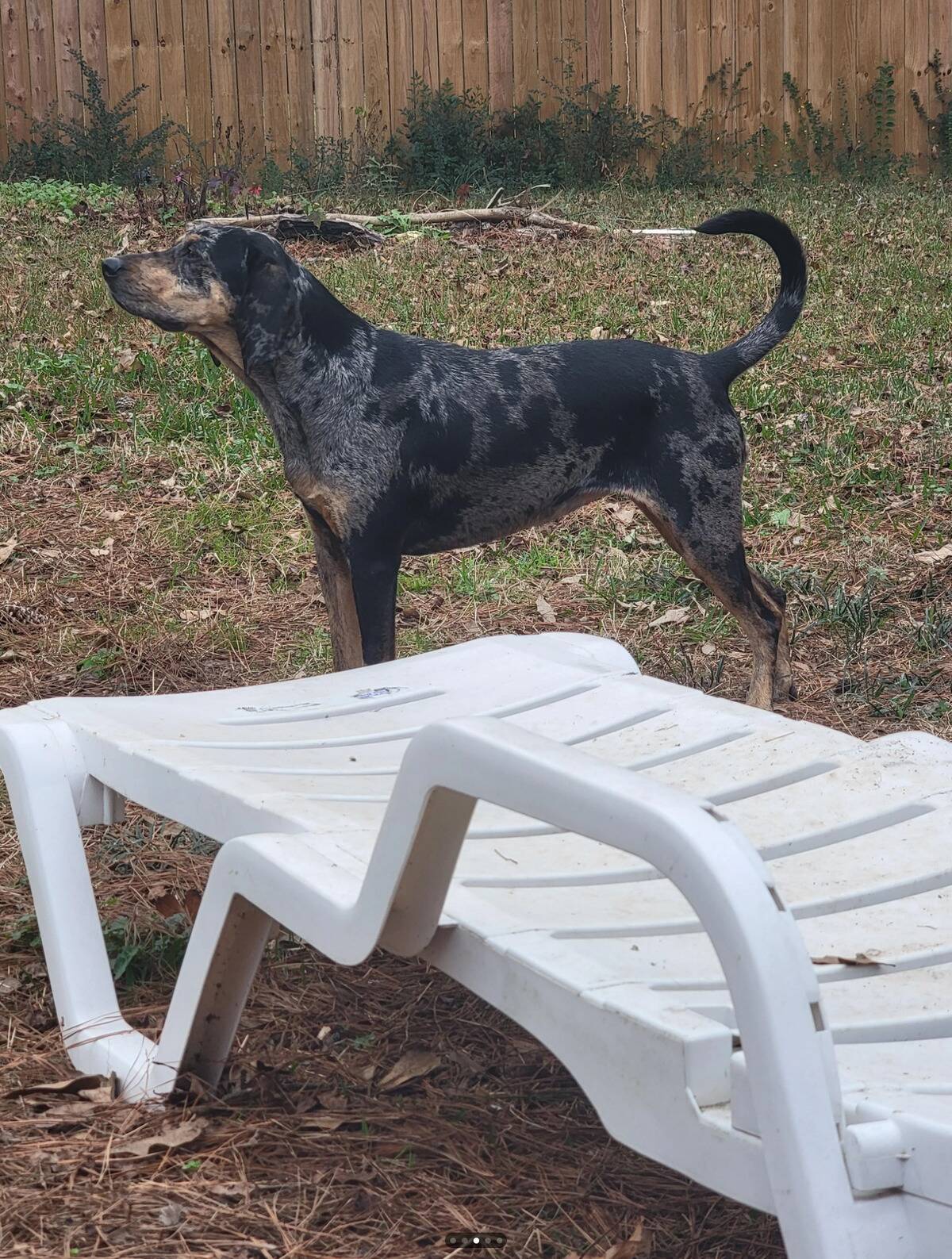 American Leopard hound