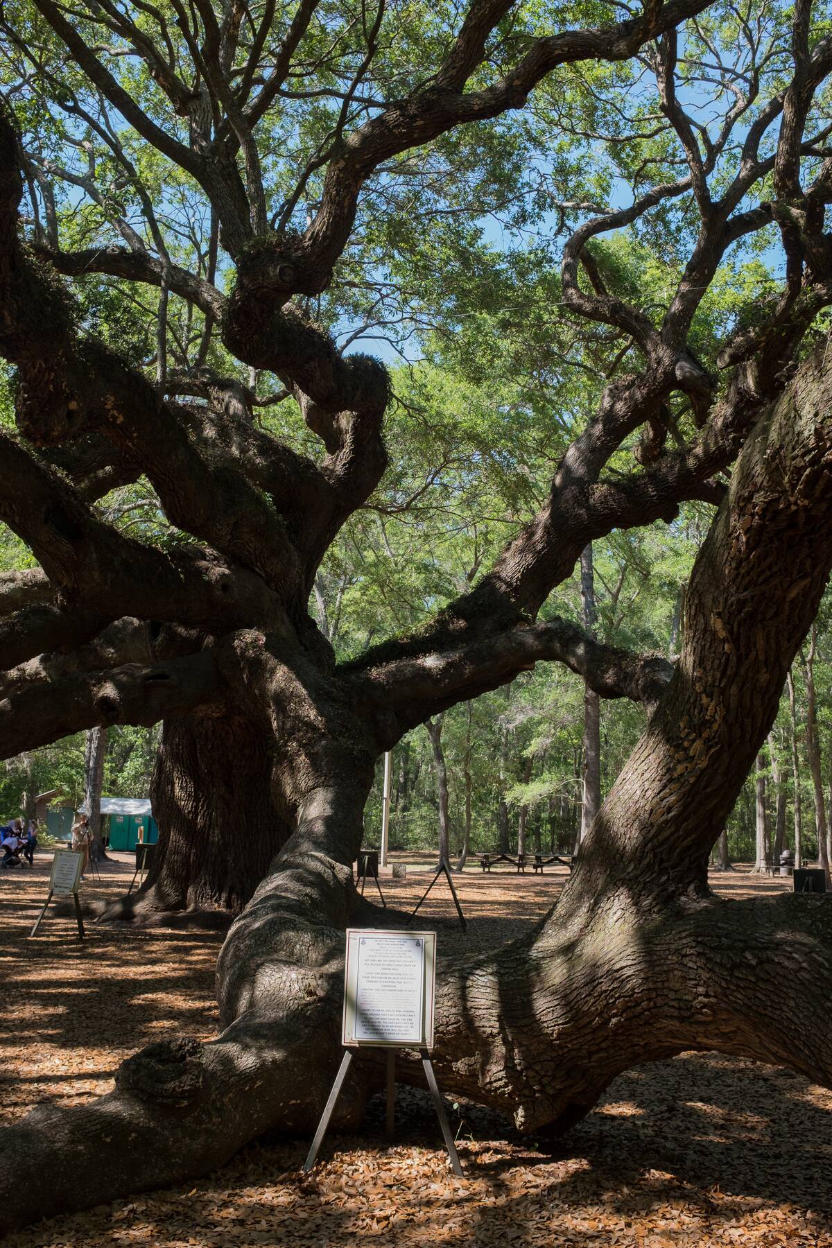 Angel Oak