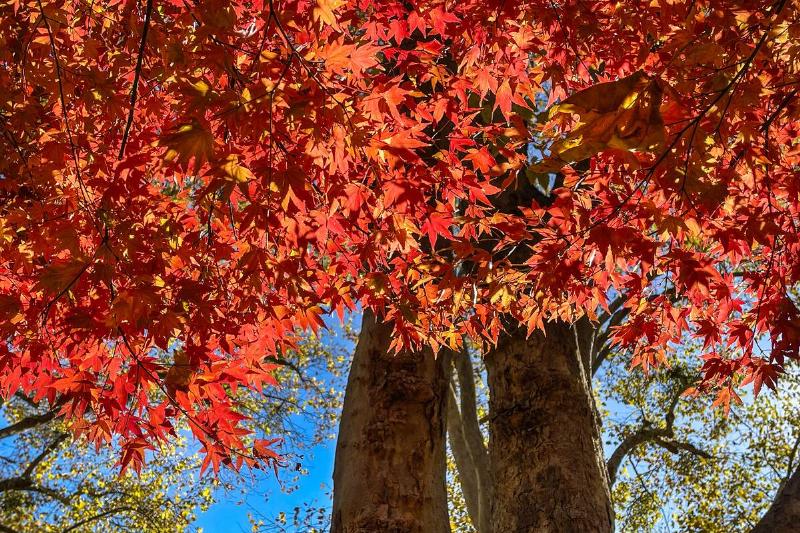 Autumn in Santa Barbara County Wine Country