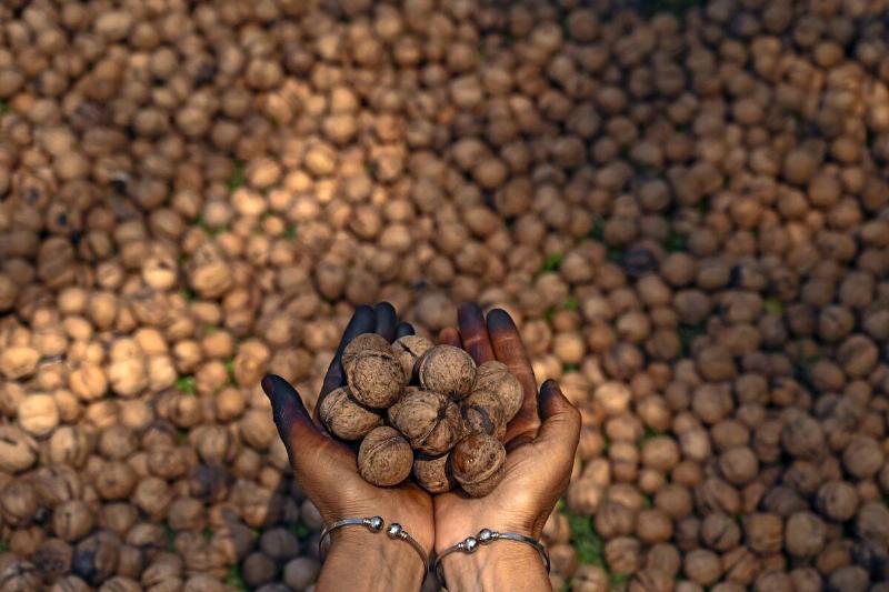 TOPSHOT-INDIA-KASHMIR-ECONOMY-AGRICULTURE