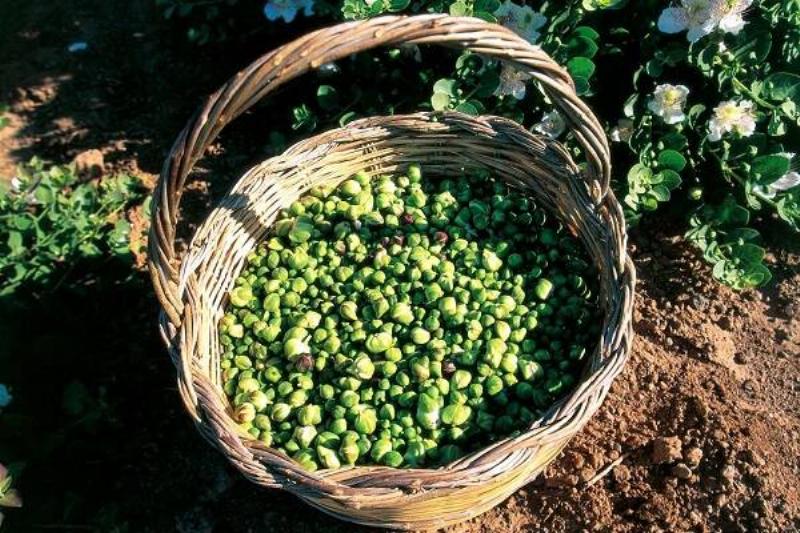 3 Comidas No Corazon 19