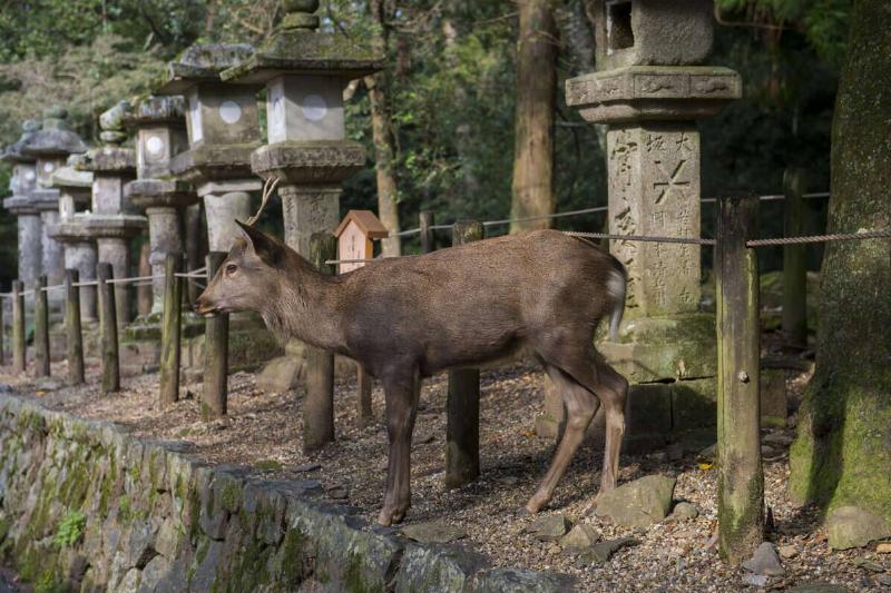 A Sika deer walking through a row of stone lanterns at the...