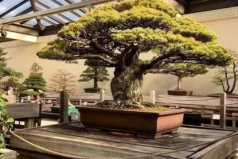 bonsai