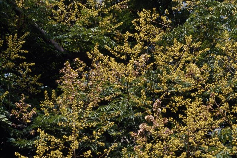 Chinese Flame Tree or Chinese Golden Rain Tree...