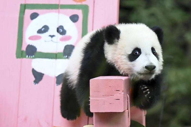 Giant Panda Cub 'Mei Zhu' Grows Well In Guangzhou