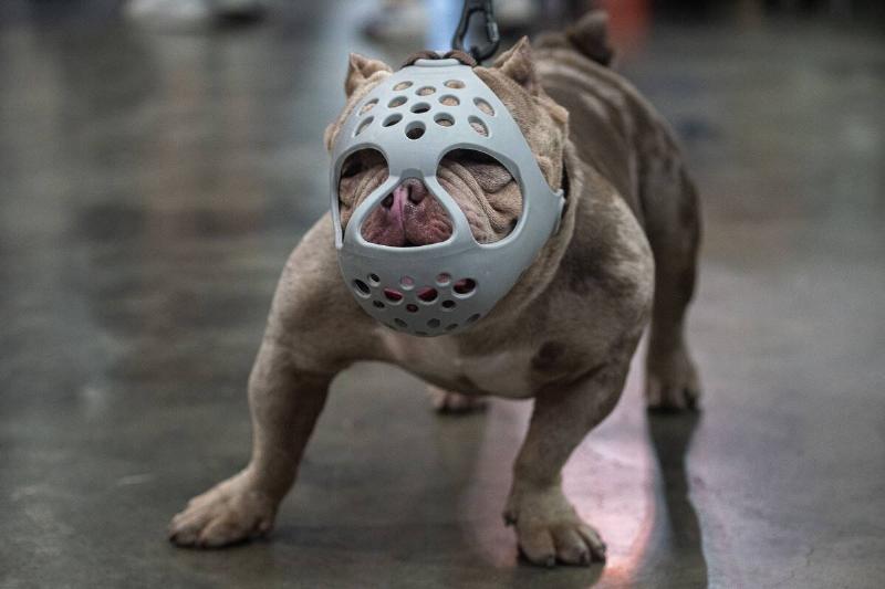 A Pitbull dog with a muzzle seen during the Thailand...