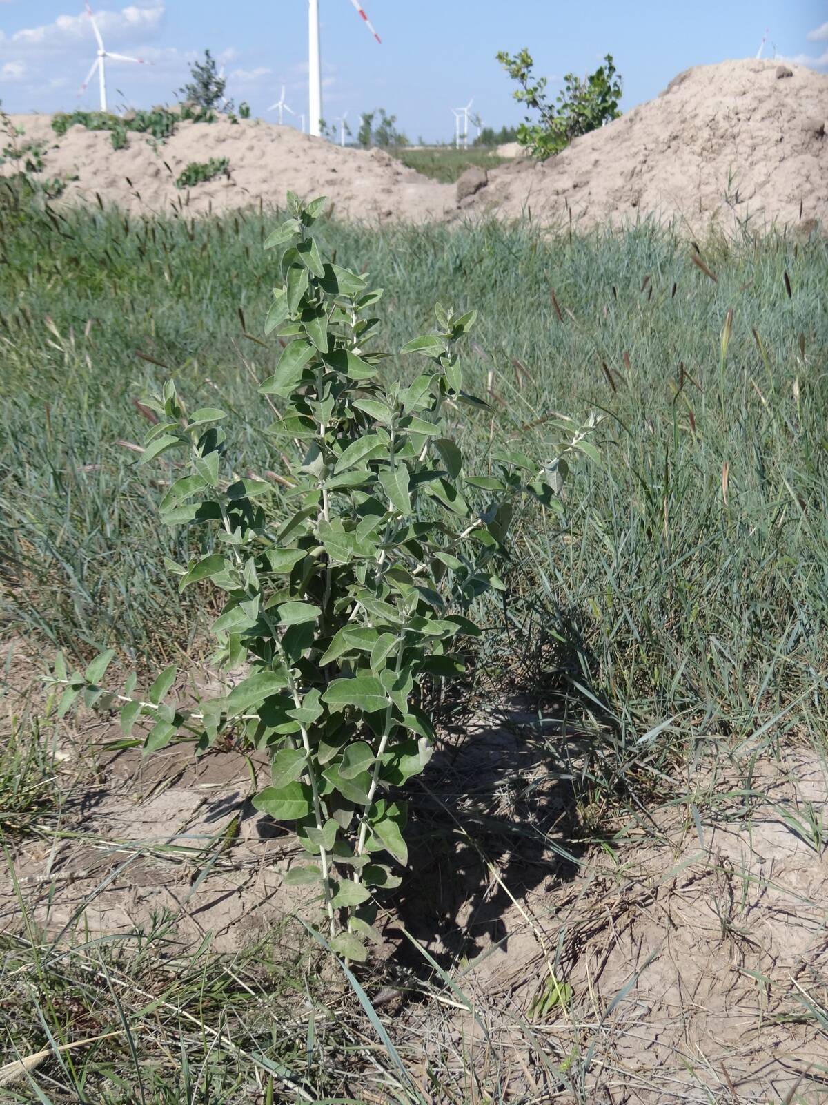 A sturdy Russian olive tree is planted at CLP's windfarm in Jilin. 22AUG11
