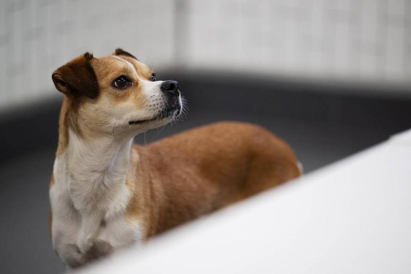 ALEXANDRIA, VA - OCTOBER 03: Suzie, a 2 year old female beagle