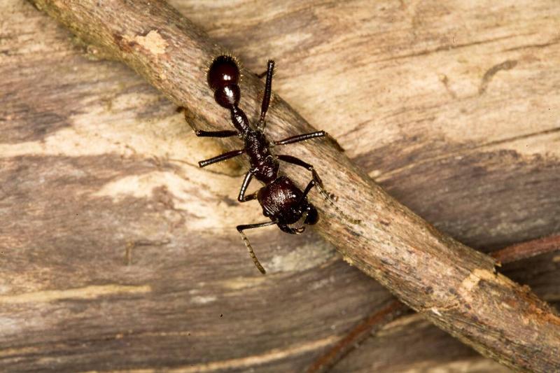 Formiga-tucandira. formiga-vinte-e-quatro-horas. Ant-tucandira. Ant-twenty-and-four-hours. Tucandeira. Paraponera clavata. Aquidauana. Mato Grosso do Sul. Brazil