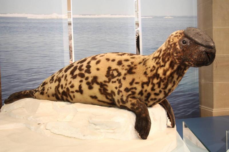 hooded seal