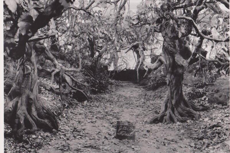 the-wizard-of-oz_HAxluc