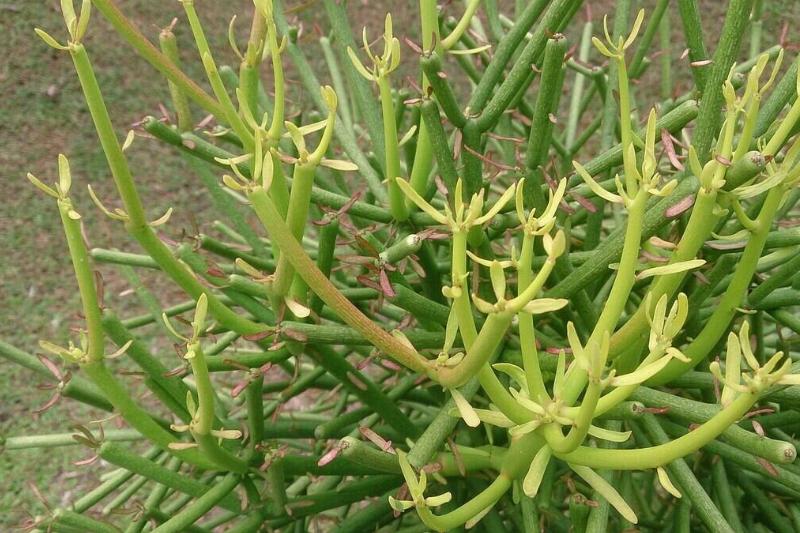 1600px-Pencil_Tree_(Euphorbia_tirucalli)_1