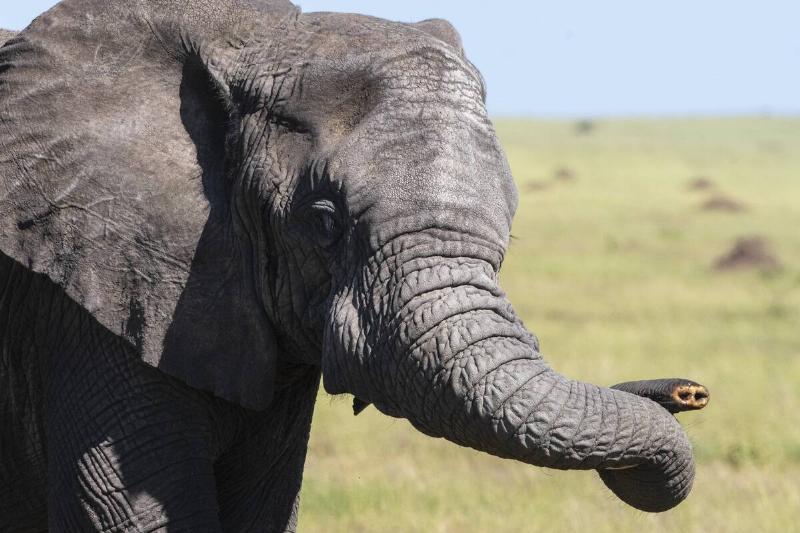 An African elephant