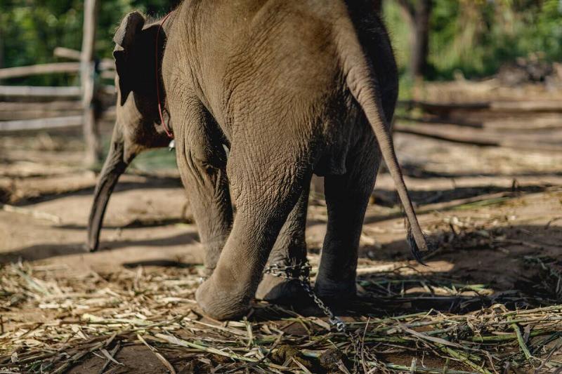An elephant calf is standing in its garden in the...