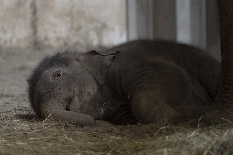 New born Asiatic elephant at Budapest zoo