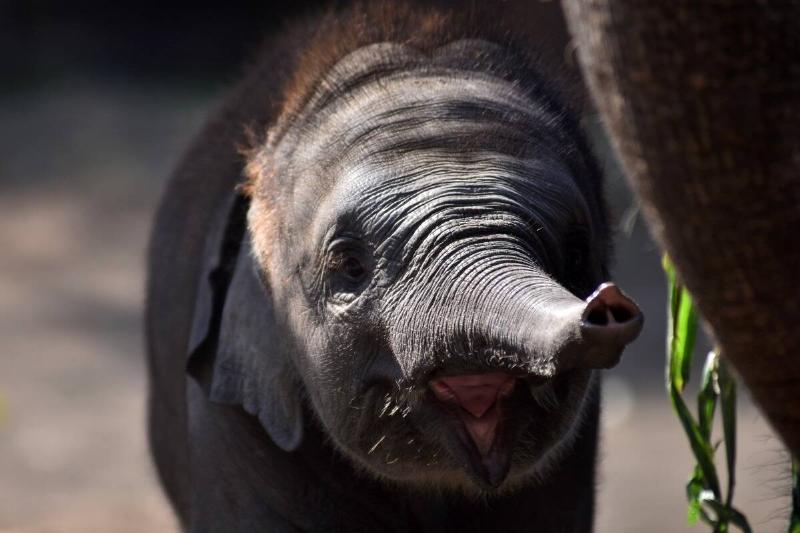 New Born Baby Elephants At Batu Secret Zoo, Indonesia