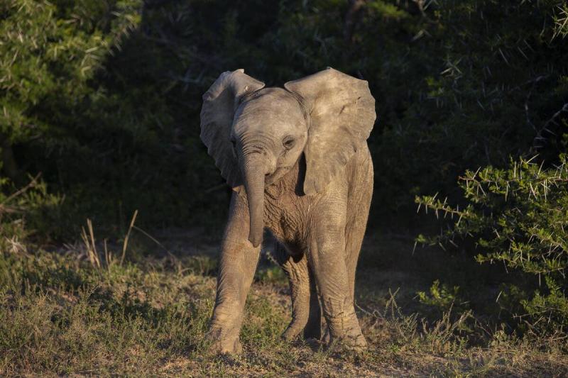 Shamwari Private Game Reserve Marks 30 Years Of Conservation Tourism