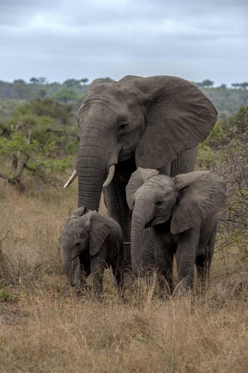 Wildlife Tourism Rebounds As Visitors Return To South Africa