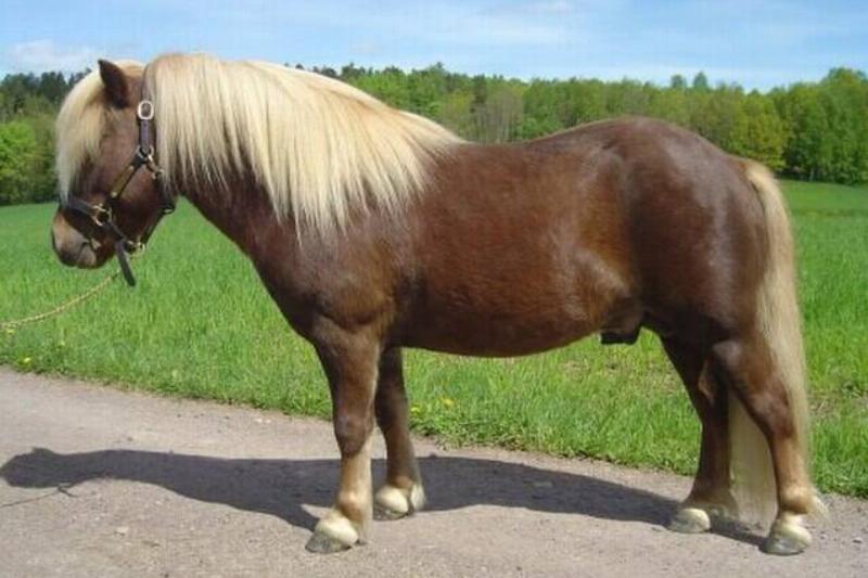 Chestnut_pony_with_flaxen