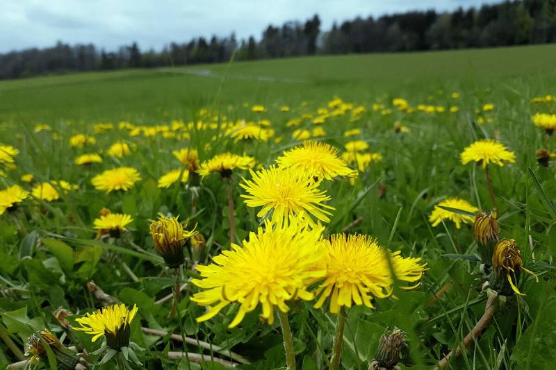 Dandelion-Taraxacum-officinale-13844-46273