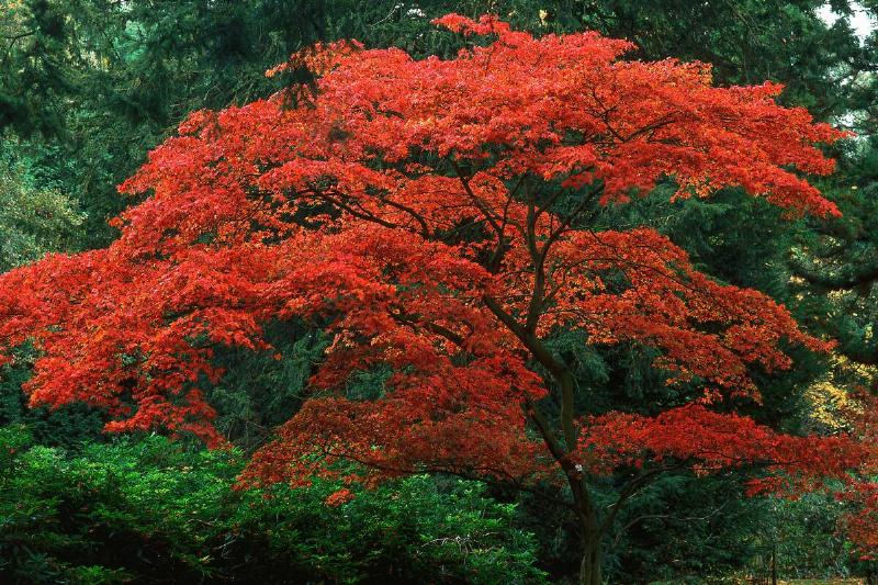 Japanese-Maple-Tree-83788-45760