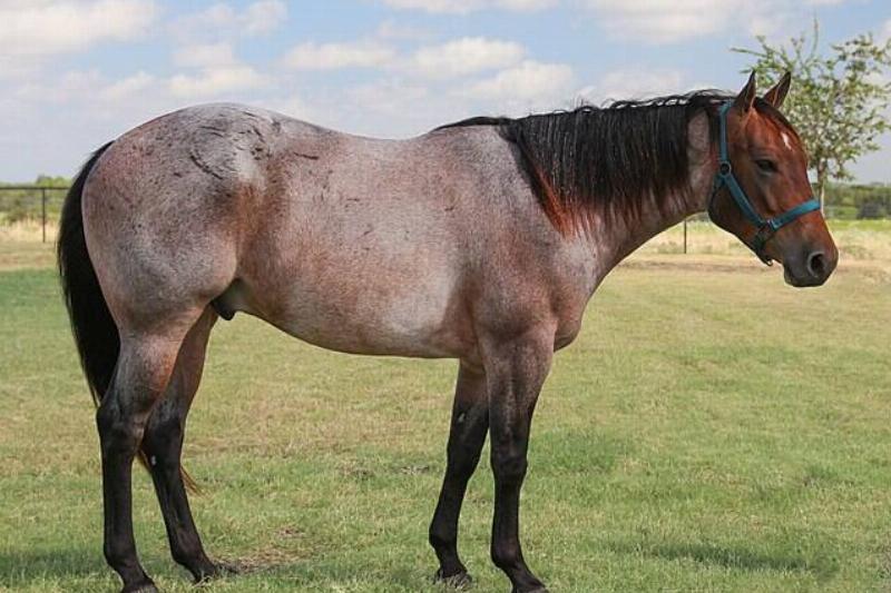 Red_roan_Quarter_Horse