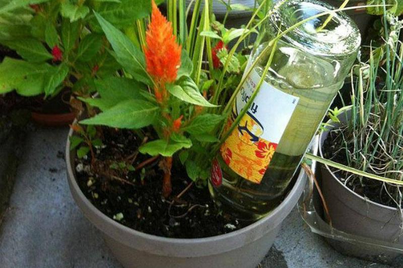 Wine_Bottle_To_Water_Plants-83308-20064-16738