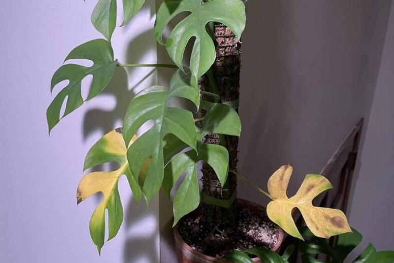 Yellow-Leaf-76164-33042