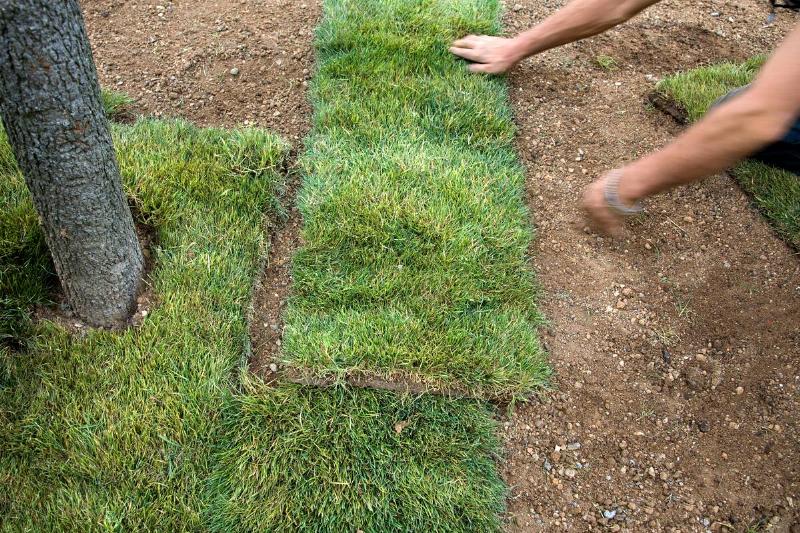planting-grass-73692-33209