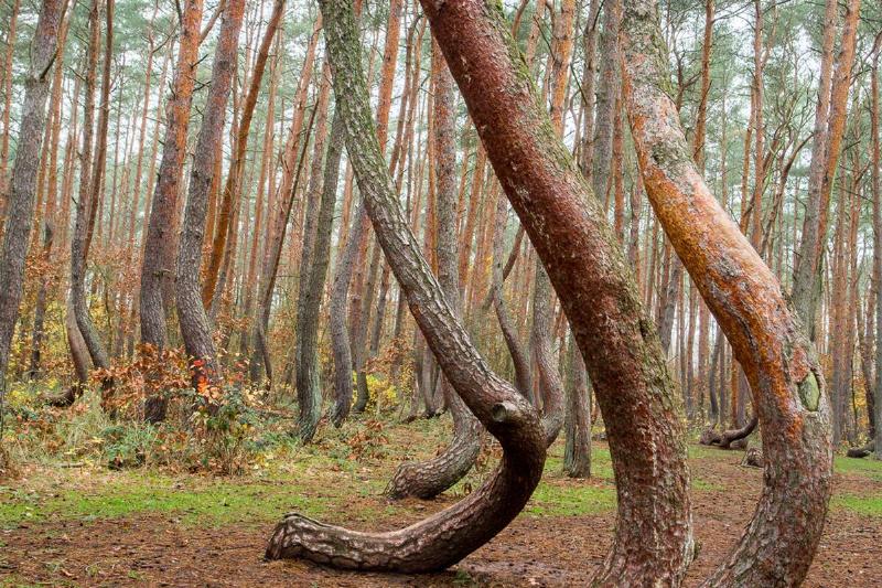 Crooked_Forest