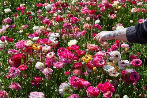 Blooming wildflowers being picked. 