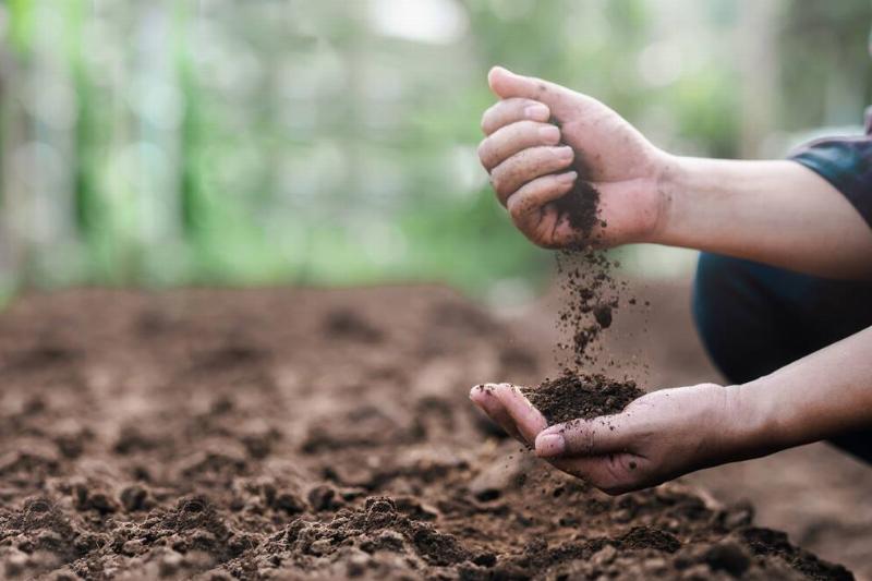 Farmer holding soil in his hands.