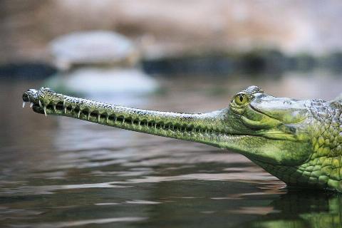 Gharial