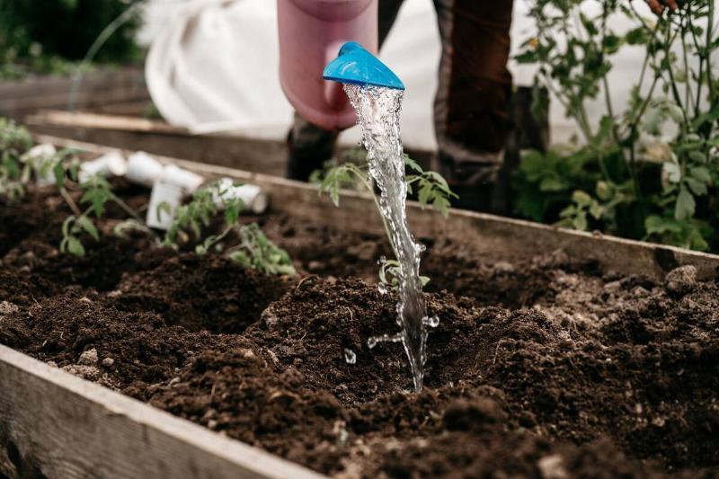 Woman pouring water from a watering can into the soil in the garden bed for planting seedlings.