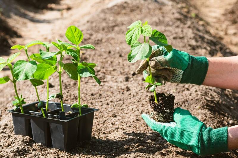Gardener's hands holding edamame beans seedlings.