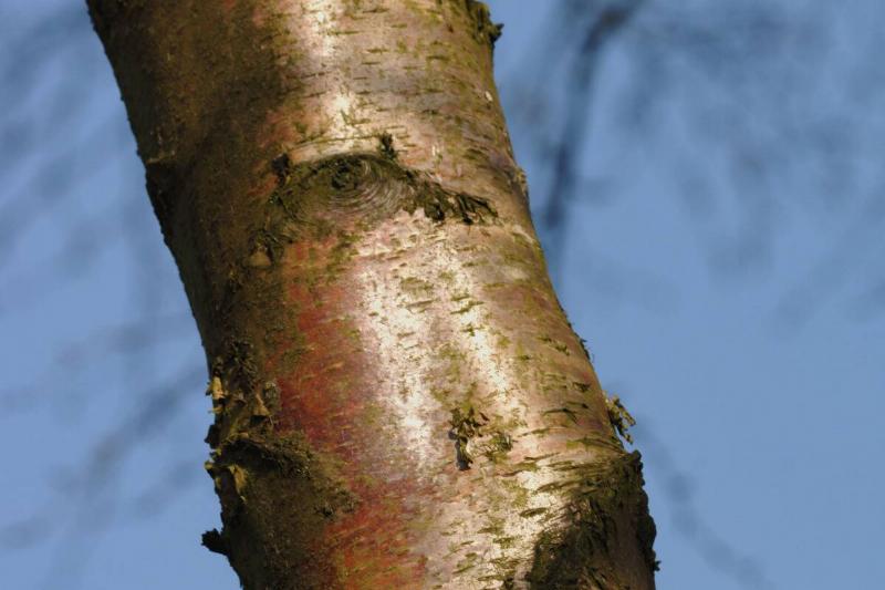 Prunus Serrula Tree.