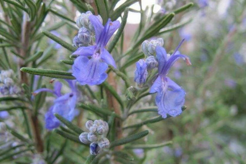 rosemary_in_bloom-644x483