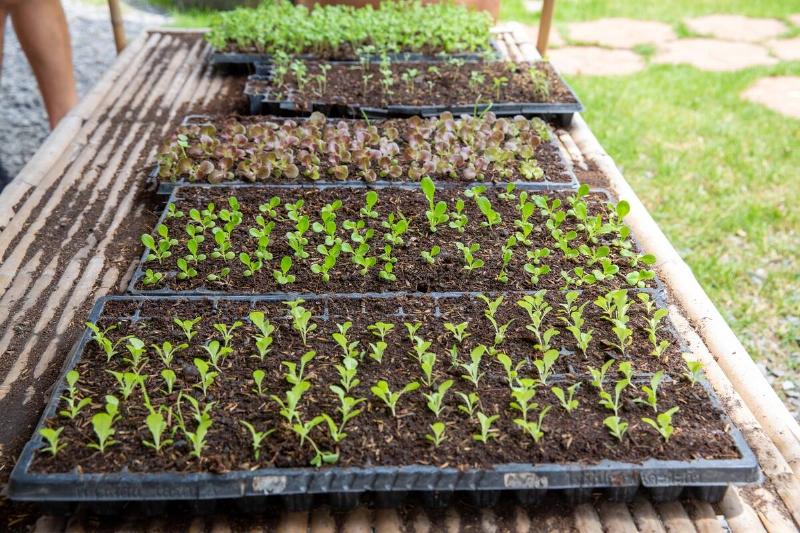 Seedlings outside on a bench in plastic containers. 