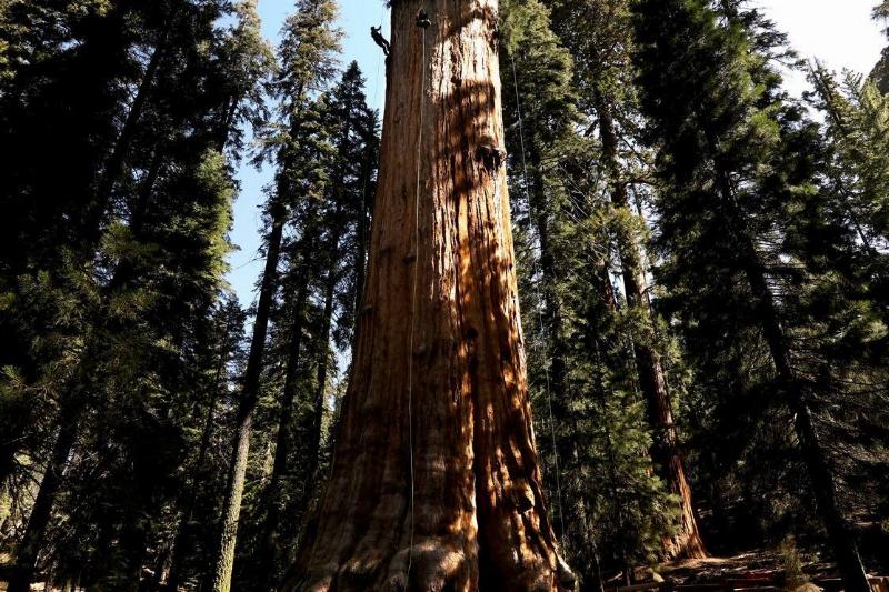 Sequoia National Park, General Sherman Tree, sequoias, Kings Canyon
