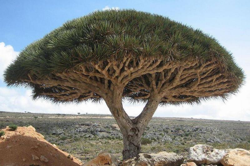 socotra_dragon_tree