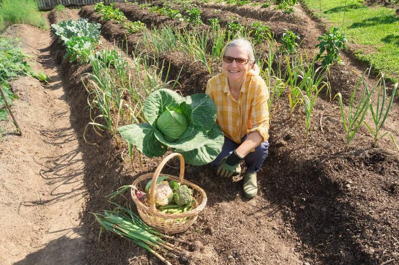Gardener harvesting vegetables.