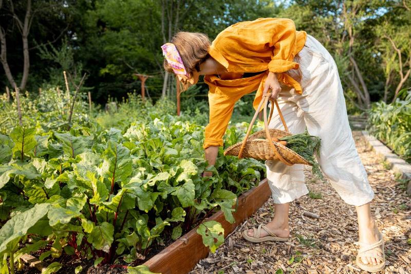 A woman picks up beetroot from her home garden.
