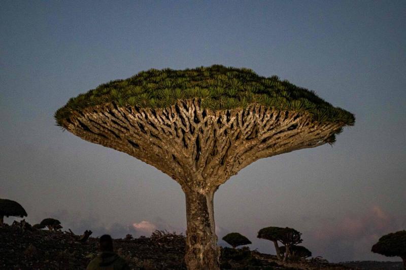YEMEN-SOCOTRA-ENVIRONMENT-TOURISM-CONFLICT