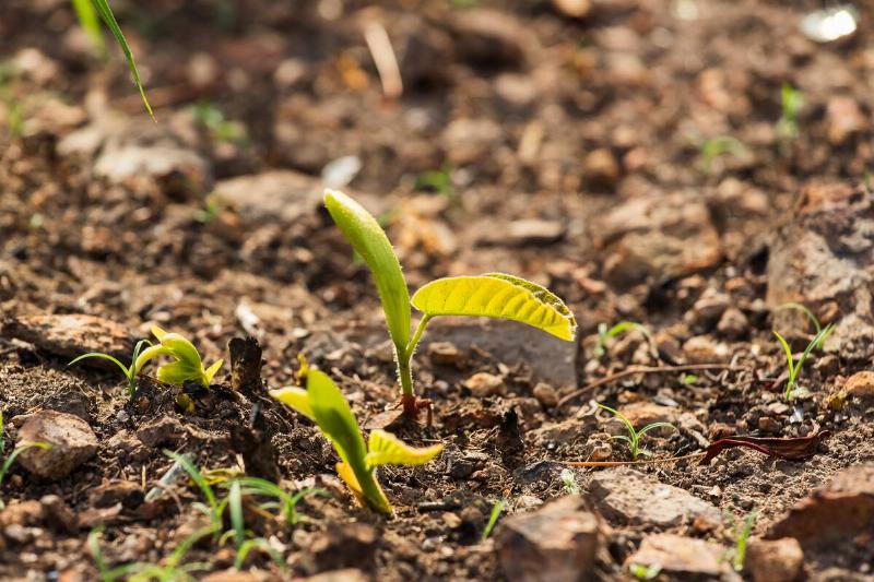 Small seedling with yellow leaves. 