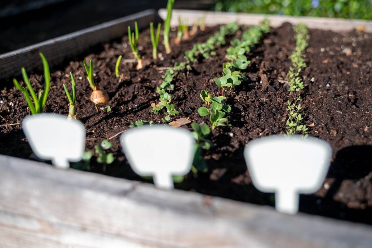 Young sprouts of vegetables in a garden bed.