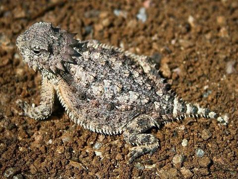 800px-horned_lizard_032507_kdh-800x600-1-30728