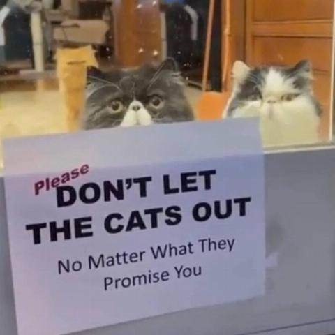 Apple News - 2025-05-20T160231.713